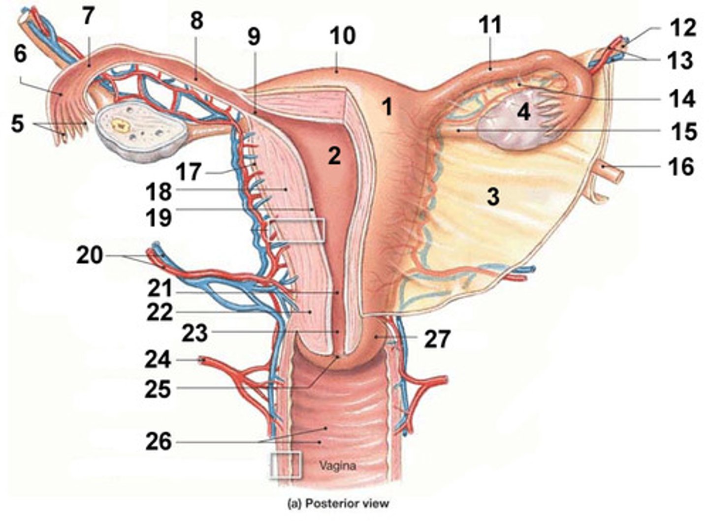 <p>(27)</p><p>The narrowed region that leads to the vagina</p>
