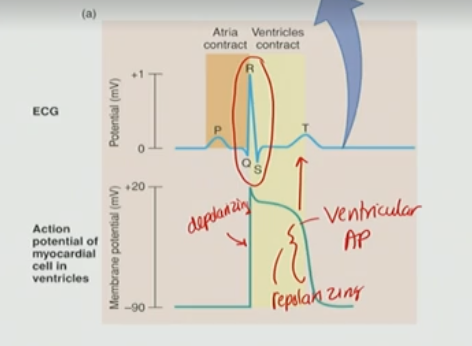 <p>D. An electrical event such as depolarization or repolarization</p>