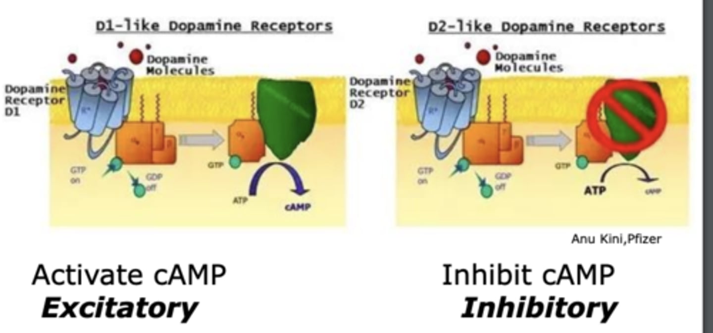 <p>have opposite effects on neurons</p>
