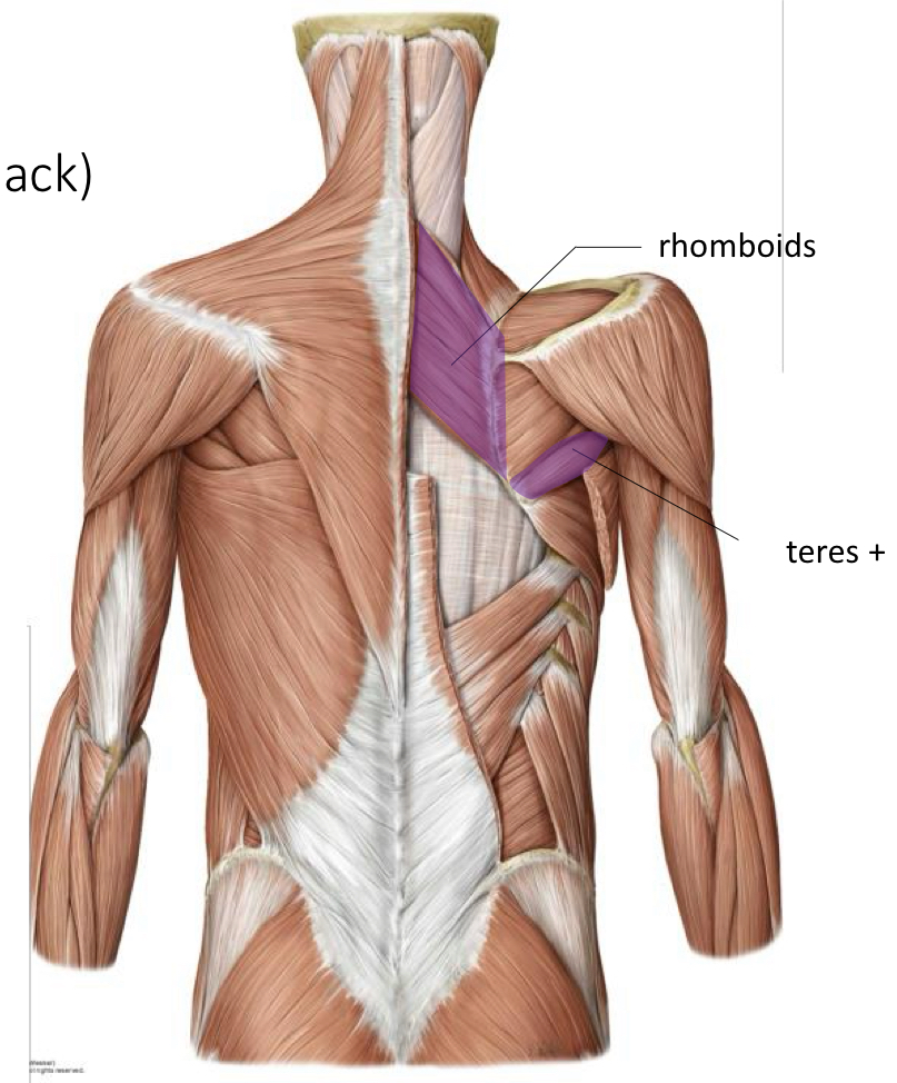 <p>Innervation:<strong> Dorsal Scapular N</strong> </p><p>Function:</p><ul><li><p><strong>Scapular retraction</strong></p></li><li><p><strong>Rotate glenoid cavity inferiorly </strong></p></li></ul><p></p>