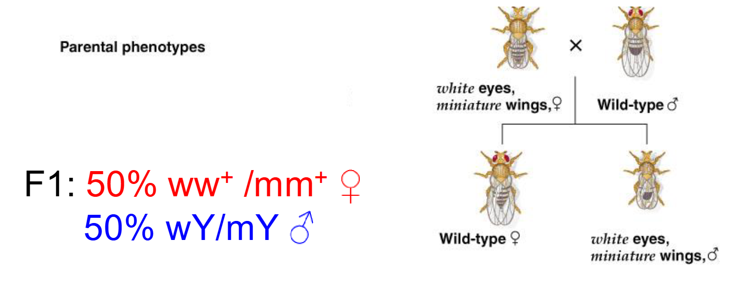 <p>They are both x-linked recessive mutations</p>