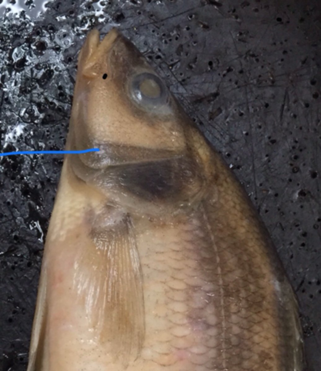 <p>operculum: protects gills</p>