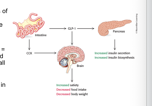 <p>secreted from small intestine signal distal organs such as brain and pancreas</p><ul><li><p>short term signals relay feelings of satiety from gut → various regions of the brain, <strong>reducing</strong> the urge to eat</p></li><li><p>cholecystokinin (CCK) and glucagon-like peptide 1 (GLP-1) = small peptide hormones secreted into the blood by cells of the small intestine after a meal</p><ul><li><p>bind to their respective GPCRs in peripheral neurons, relaying satiety signals</p></li></ul></li><li><p>CCK stimulate the secretion of pancreatic enzymes and bile salts from the gall bladder </p></li><li><p>GLP-1 enhances glucose-induced <strong>insulin secretion</strong> and <strong>inhibits glucagon</strong> secretion</p></li></ul><p></p>