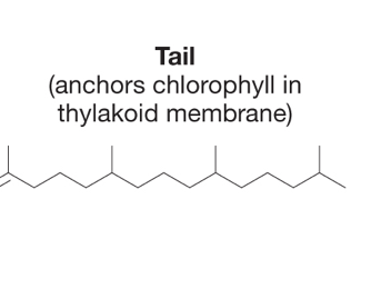 <p>Describe the long isoprenoid tail of chlorophyll.</p>