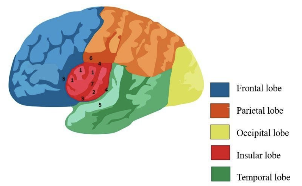 <ul><li><p><span style="font-family: &quot;Times New Roman&quot;, serif">frontal - planning, motor, complex mental functions</span></p></li><li><p><span style="font-family: &quot;Times New Roman&quot;, serif">parietal - processing &amp; integrating sensory information, attention</span></p></li><li><p><span style="font-family: &quot;Times New Roman&quot;, serif">temporal - hearing, language, memory, emotions</span></p></li><li><p><span style="font-family: &quot;Times New Roman&quot;, serif">occipital - vision</span></p></li><li><p><span style="font-family: &quot;Times New Roman&quot;, serif">insula - deep lobes of cerebrum; have functions relating to taste and to viscera</span></p></li></ul><p></p>