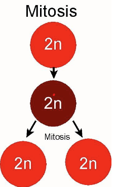 <p>Single diploid (2N) cell divides into two new diploid (2N) cells. Asexual reproduction. Commonly found in oomycetes</p>