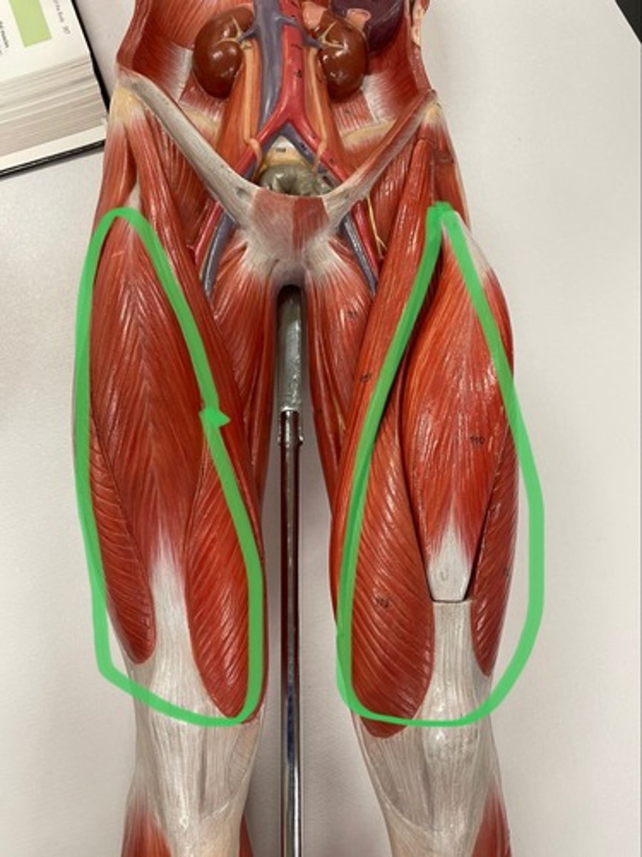 <p>O: different origins along the femur for each muscle</p><p>I: tibial tuberosity via patellar ligament</p><p>A: extend knee</p>