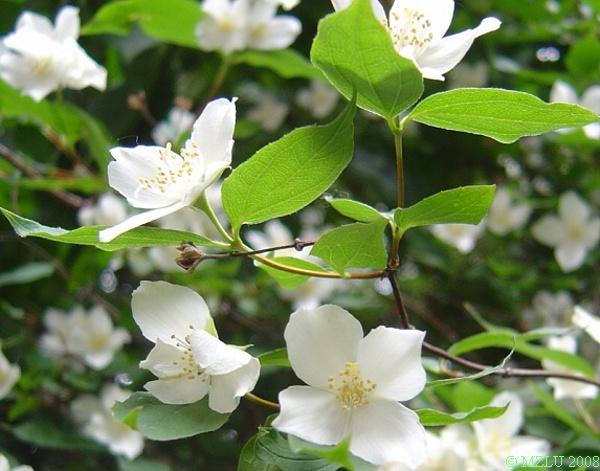 <p><span><em>Philadelphus </em>sp.</span></p>