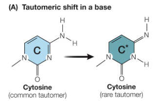 <p><strong>Definition</strong><br> Bases have two isomers called tautomers<br> When a base temporarily adopts its rare tautomeric form, it can pair with the wrong base<br> This leads to a mismatch during DNA replication</p>