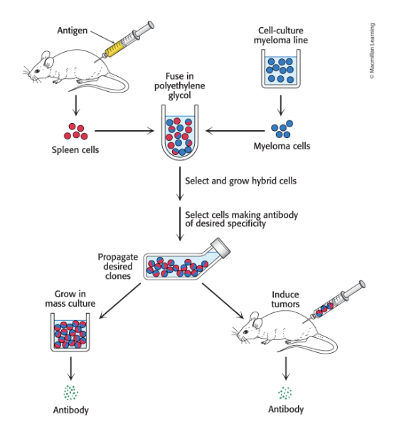<p>with virtually any desired specificity can be readily prepared</p><ul><li><p><u>immortal cell lines </u>produce monoclonal antibodies</p><ul><li><p>generated by fusing normal, short-lived antibody-producing cells w/immortal cells from a type of cancer called multiple myeloma</p></li><li><p>results in hybrid cells called <u>hybridoma cells</u></p></li></ul></li><li><p>monoclonal cell line is isolated by screening for the antibody of interest</p></li></ul><p></p>