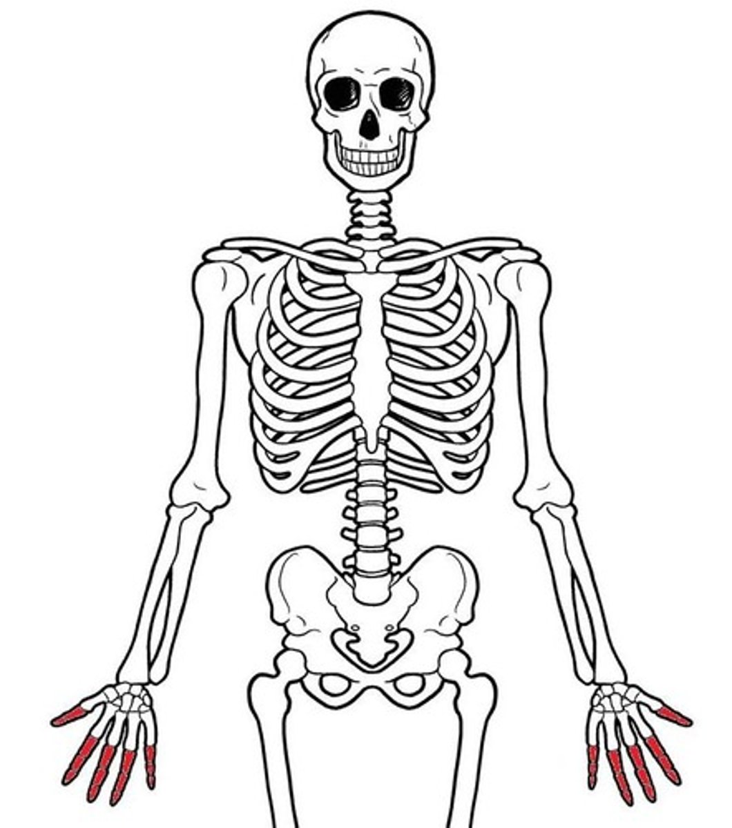 <p>ID red bones</p>