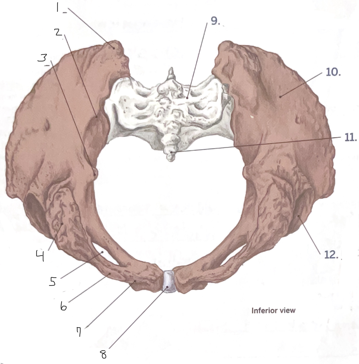 <p>10</p>