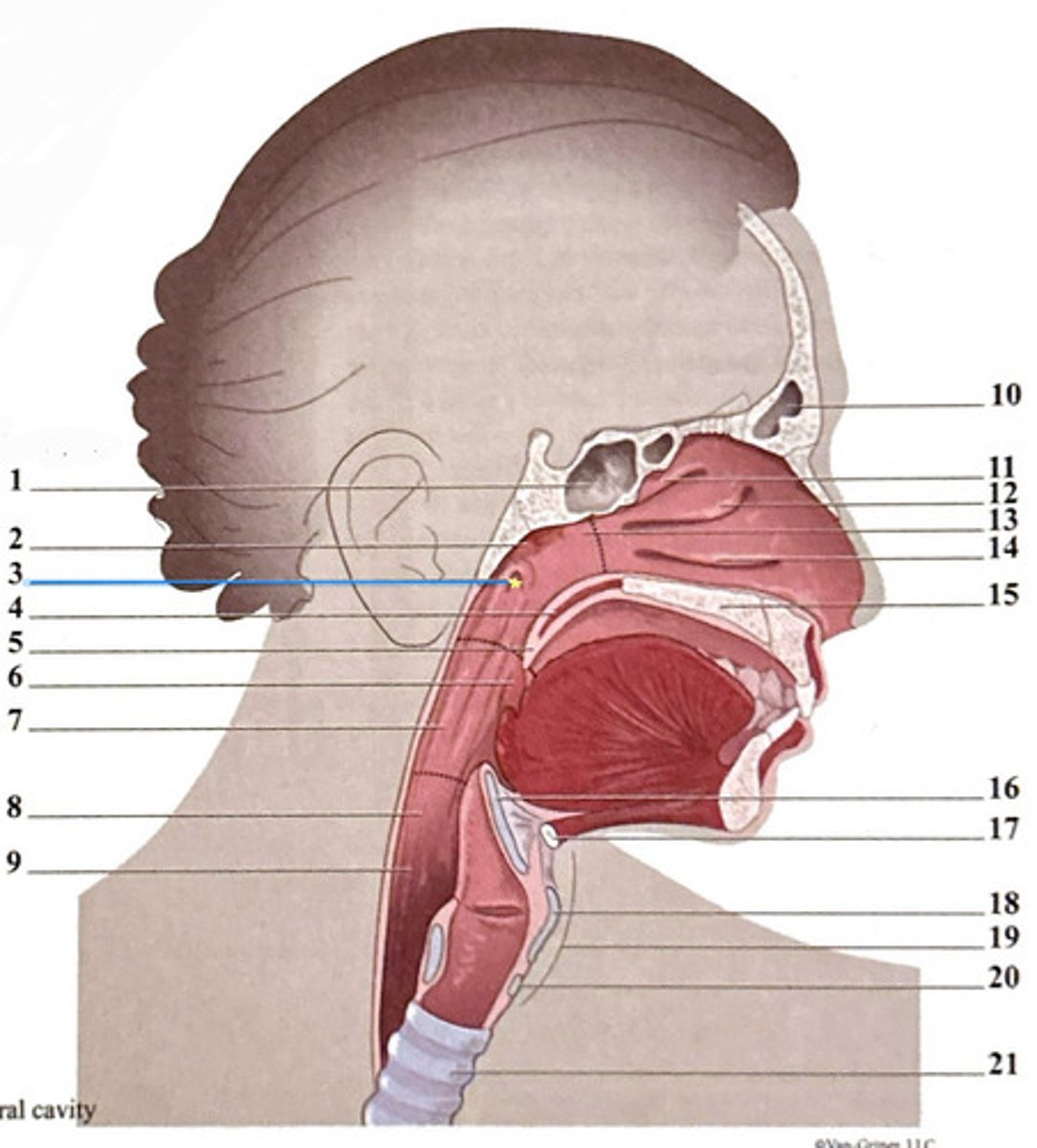 knowt flashcard image