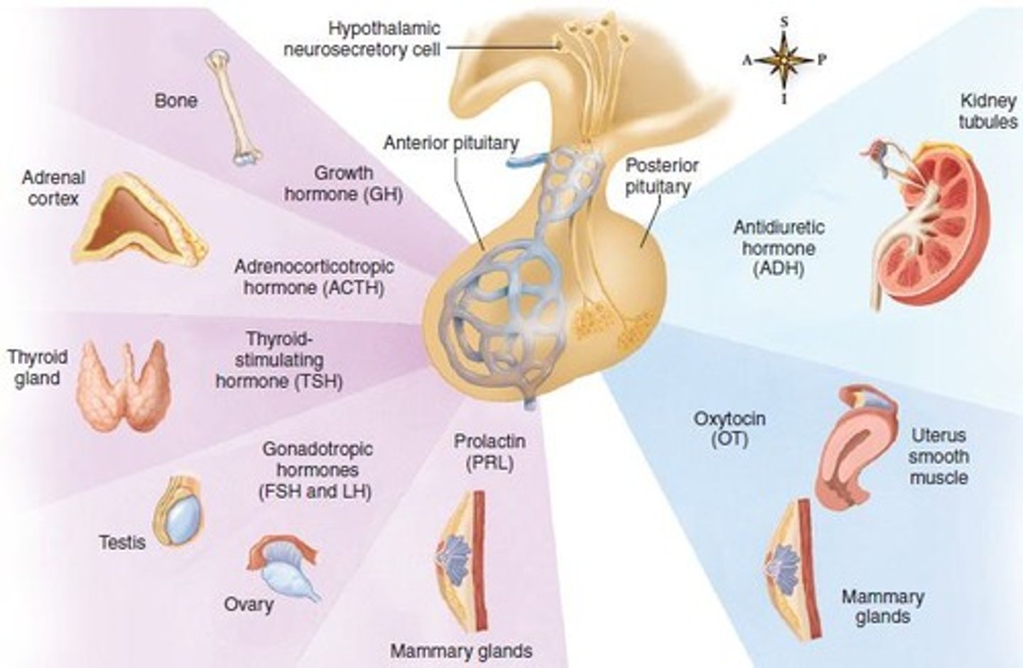 <p>Gland secreting several key hormones.</p>
