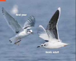 <p><span><span>Larus minutus </span></span></p>