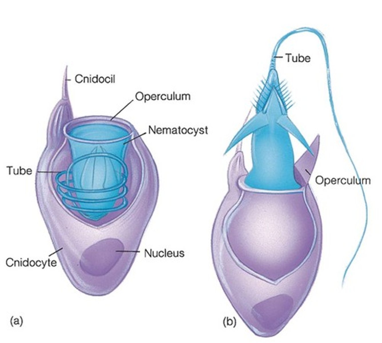 <p>Stinging organelle within cnidocyte<br>Used for prey capture, defense &amp; locomotion</p>