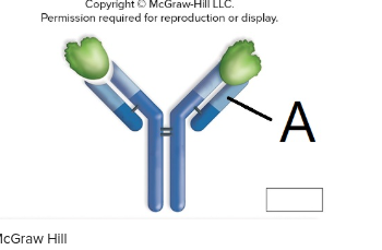 <p>The letter a is pointing to a</p>