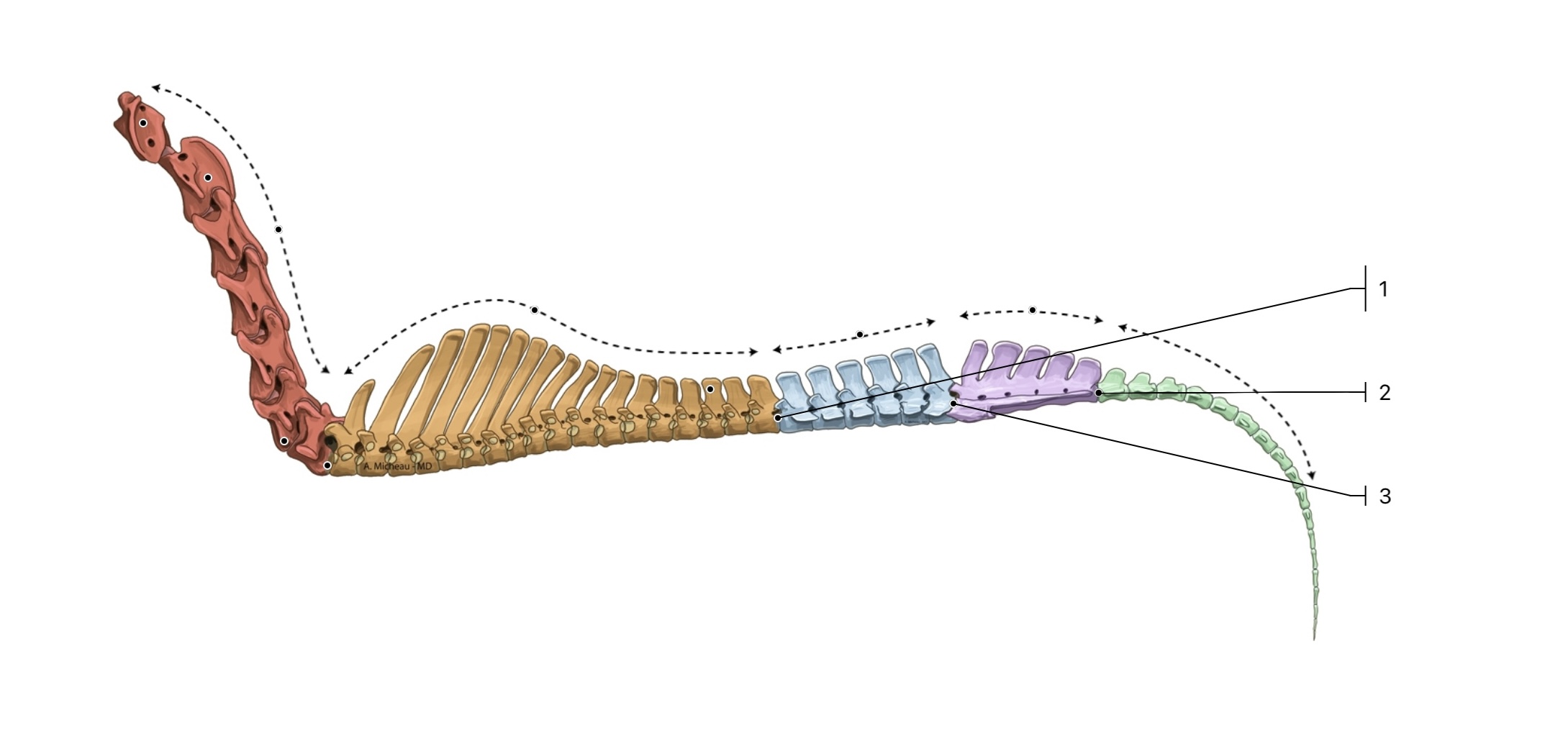 <p>What are the scientific names for the vertebral junctions on a horse labelled 1-3?</p>