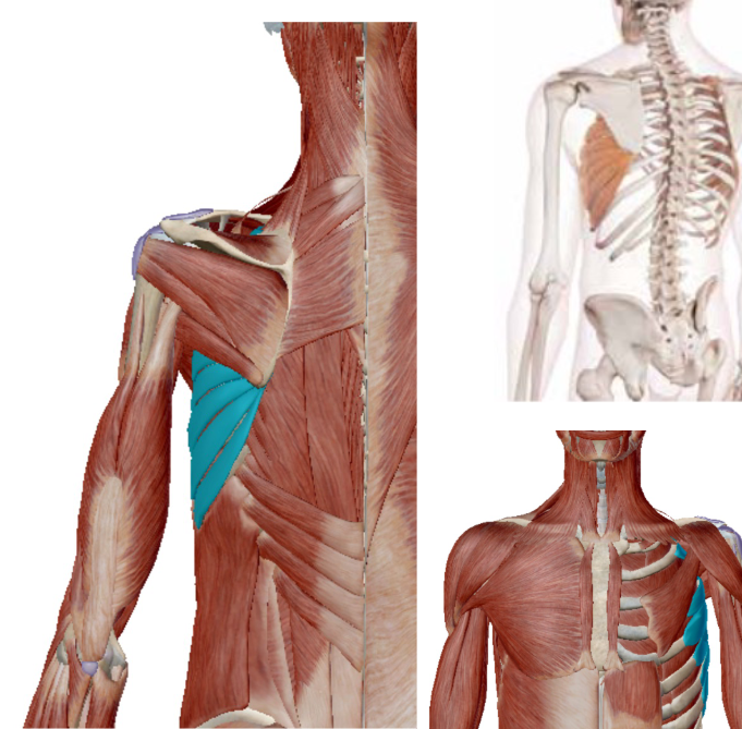<p>Musculus Serratus Anterior</p>