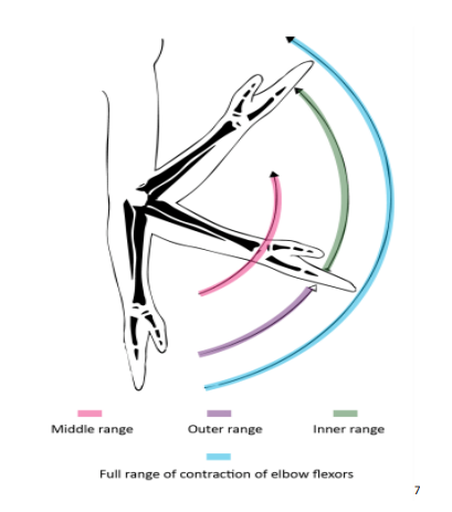 <ul><li><p>Inner range = shortest length a muscle can be at its point of maximum contraction. It's the position where the muscle's fibres are most shortened from the midpoint.</p></li><li><p>Outer range = This is the longest length a muscle can be stretched to. It's the position where the muscle fibres are most lengthened from the midpoint.</p></li><li><p>Middle Range = This is the position between midway between the inner and outer ranges.</p></li></ul><p></p>