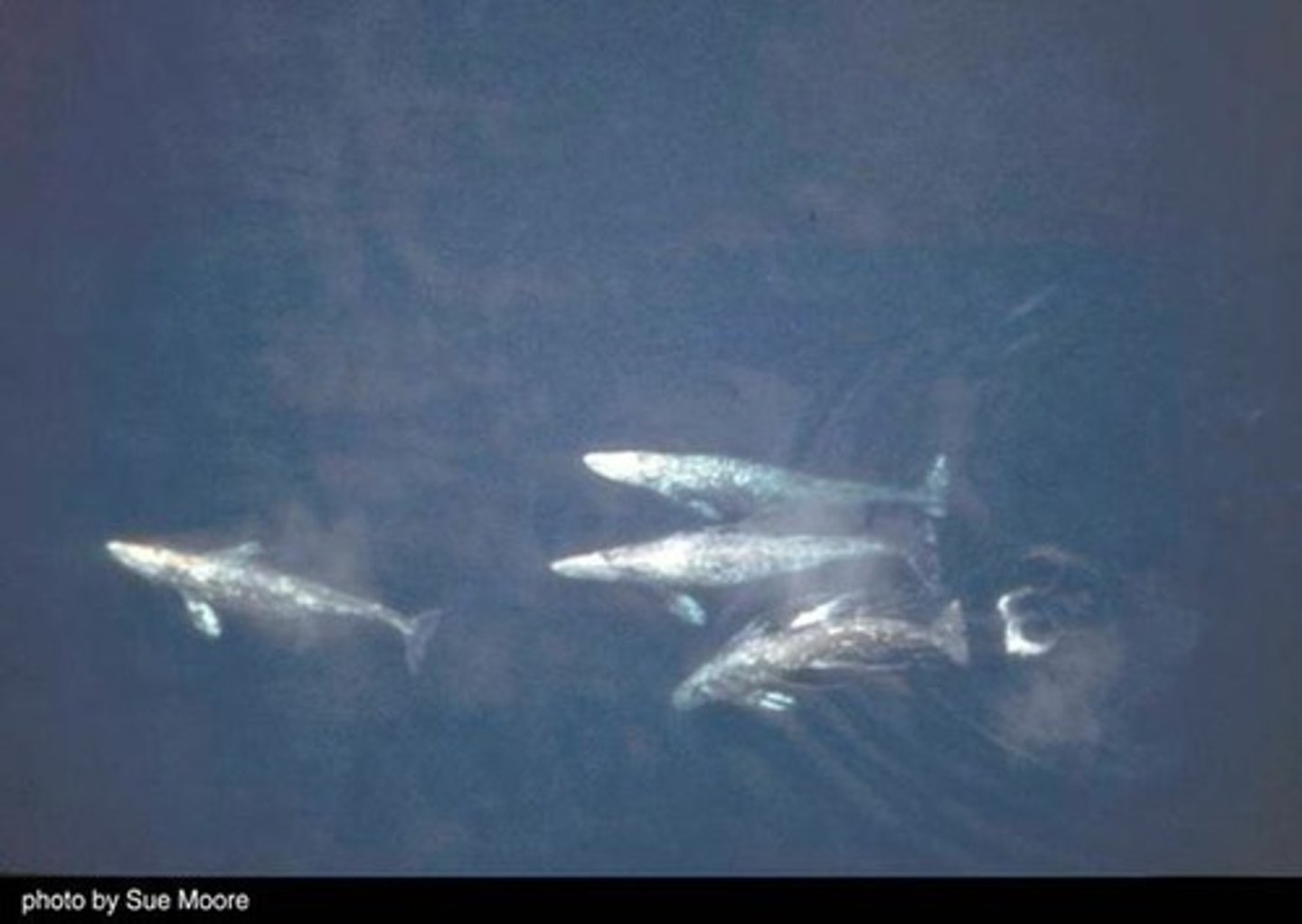 <p>Migration can lead species from areas with low seasonal resources to areas with high seasonal resources, like American robins migrating south in winter.</p>