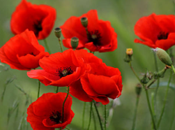 <p><span><span>die Farbe/ </span></span>die<span> </span><mark data-color="inherit" style="background-color: inherit; color: inherit;">Farben</mark></p>