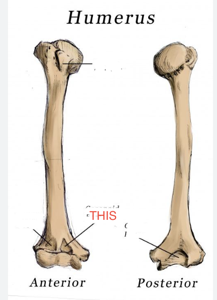 <p>Humerus</p>