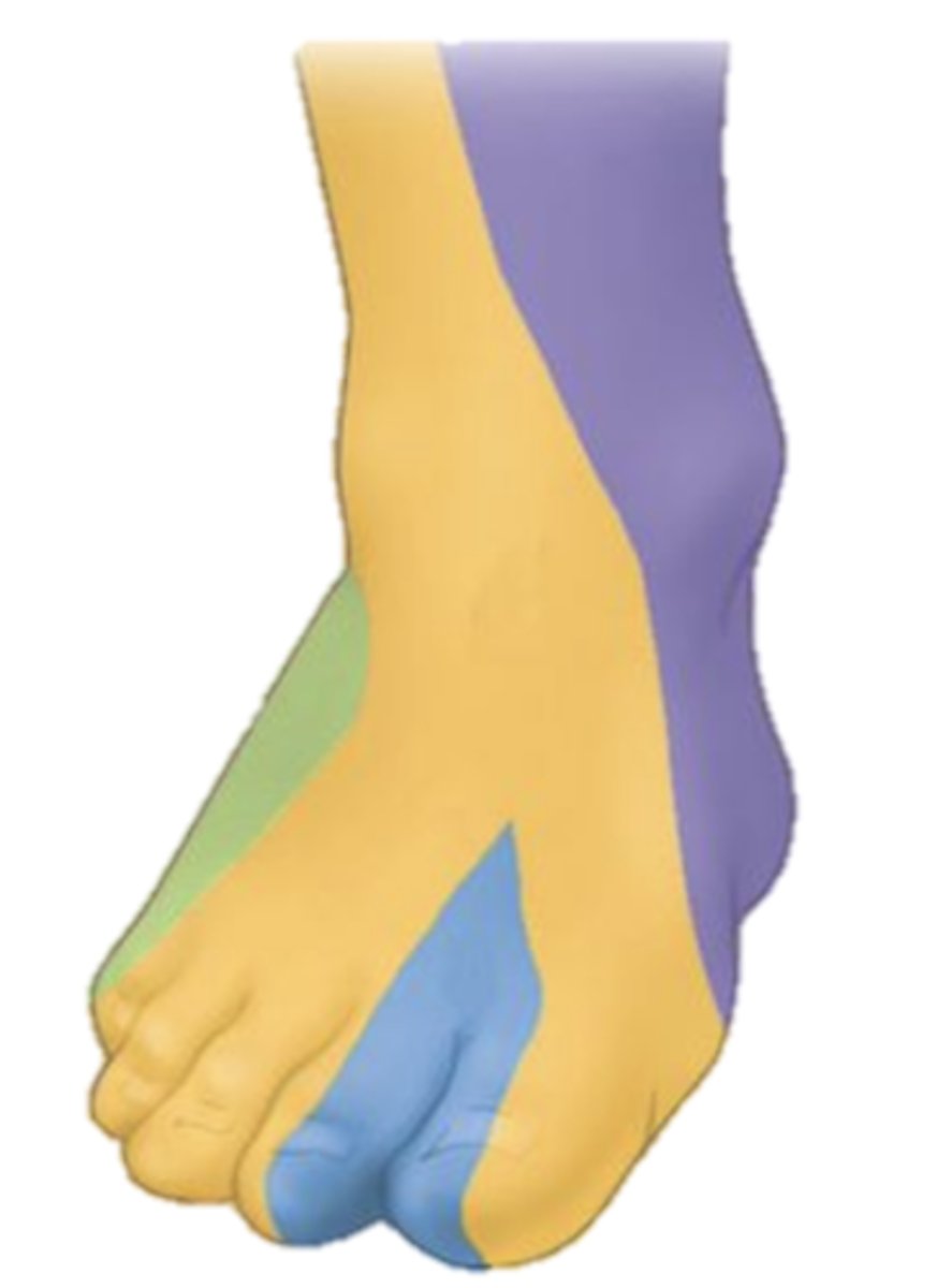 <p>-Superficial fibular nerve: most of the dorsal foot (yellow)</p><p>-Deep fibular nerve: first dorsal web space (blue)</p><p>-Saphenous nerve (from femoral): medial ankle &amp; heel (purple)</p><p>Dermatome landmarks:</p><p>Big toe: L5</p><p>Little toe: S1</p>