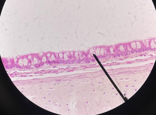 <p>Tissue locations</p>