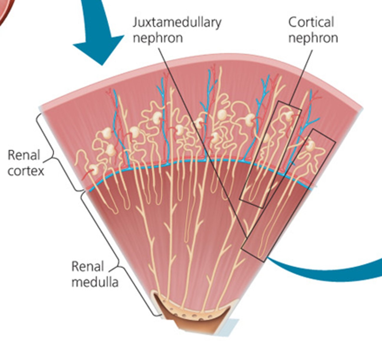 <p>inner region of the kidney</p>