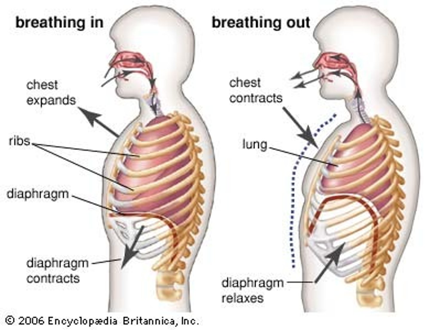 <p>Diaphragm relaxes upward, ribs relax, air pushes out</p>