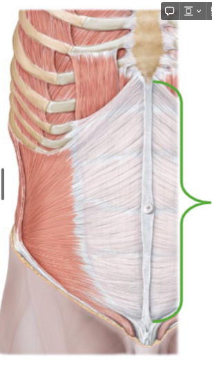 <p>Describe the Abdominal Muscle</p>