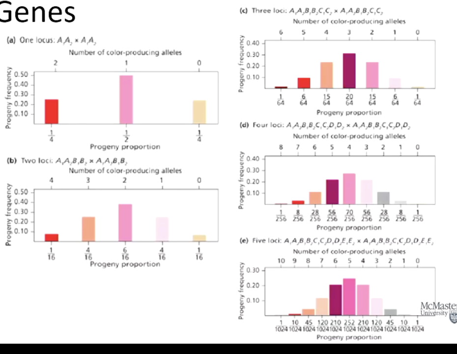 <p>More phenotypic classes appear, making the distribution smoother.</p>