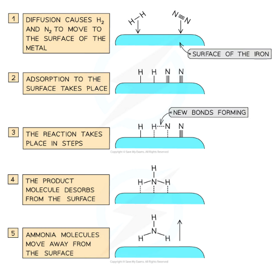 <p><strong>V<sub>2</sub>O<sub>5 </sub>is used as a catalyst in the production of sulfuric acid by the Contact process:</strong></p><ul><li><p>Reaction- SO<sub>2 </sub>(g) + V<sub>2</sub>O<sub>5 </sub>(s) → V<sub>2</sub>O<sub>4</sub> + SO<sub>3 </sub>(g)</p></li><li><p>Regeneration of catalyst- ½ O<sub>2 </sub>(g) + V<sub>2</sub>O<sub>4 </sub>(s) → V<sub>2</sub>O<sub>5</sub> (s)</p></li><li><p>Overall equation- 2SO<sub>2 </sub>(g) + O<sub>2</sub> (g) ⇌ 2SO<sub>3</sub>(g)</p></li><li><p>The sulfur trioxide produced goes through further reactions to form sulfuric acid</p></li></ul><p></p><p><strong>Fe is used as a catalyst in the production of ammonia by the Haber process:</strong></p><ul><li><p>N<sub>2</sub> (g) + 3H<sub>2</sub> (g) ⇌ 2NH<sub>3</sub> (g)</p></li><li><p>Iron pellets are used as a catalyst to achieve a high surface area</p></li><li><p>This provides active sites for N<sub>2</sub> and H<sub>2</sub> to adsorb to, breaking and forming bonds to produce ammonia <em>(in the diagram)</em></p></li></ul><p></p>