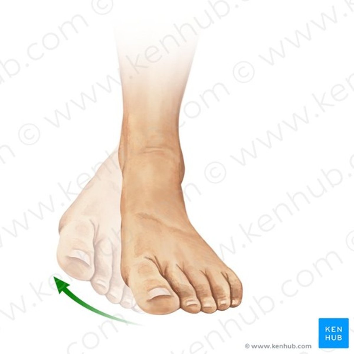knowt flashcard image