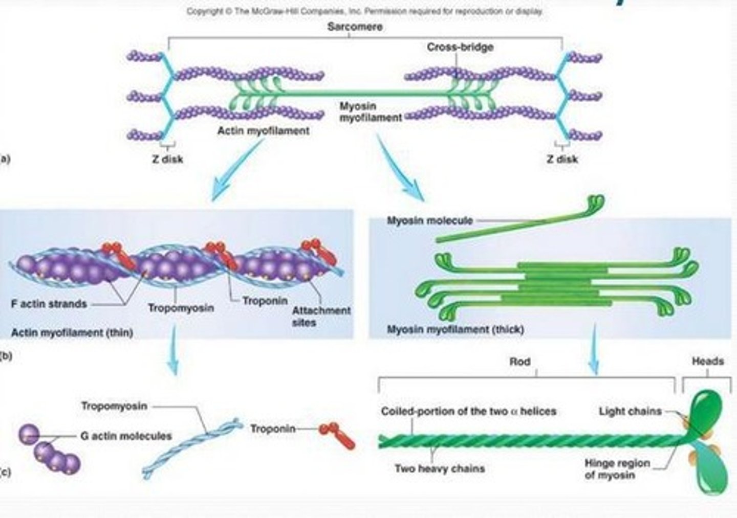 <p>It states that muscle contraction occurs through the movement of actin and myosin filaments past one another.</p>