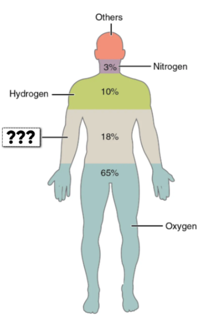<ul><li><p>this element makes up 18.5% of the body</p><ul><li><p>forms backbone of organic molecules</p></li></ul></li></ul><p></p>