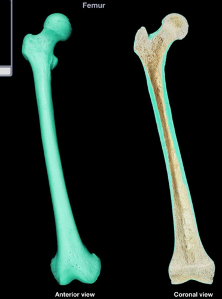 <p>hard, dense bone tissue that is beneath the outer membrane of a bone</p>