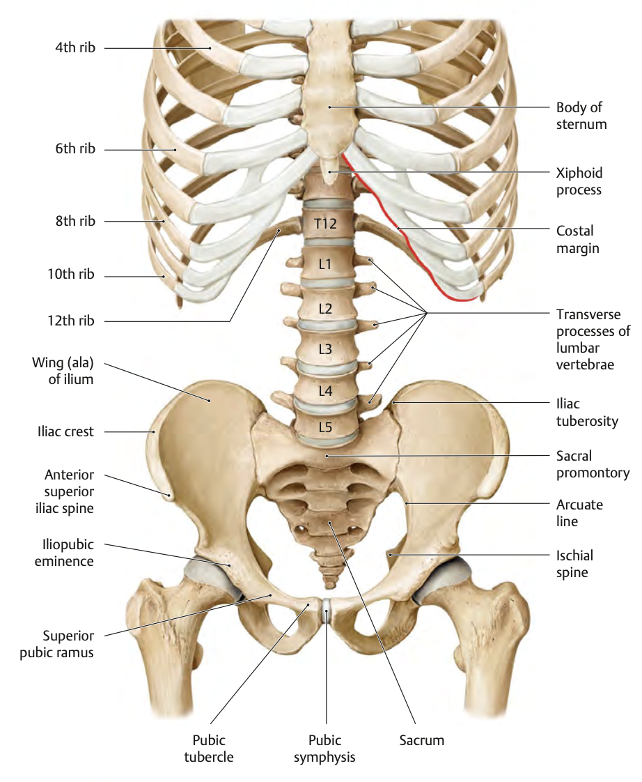 The ASIS is a prominent point on the iliac bone, just above the hip.
