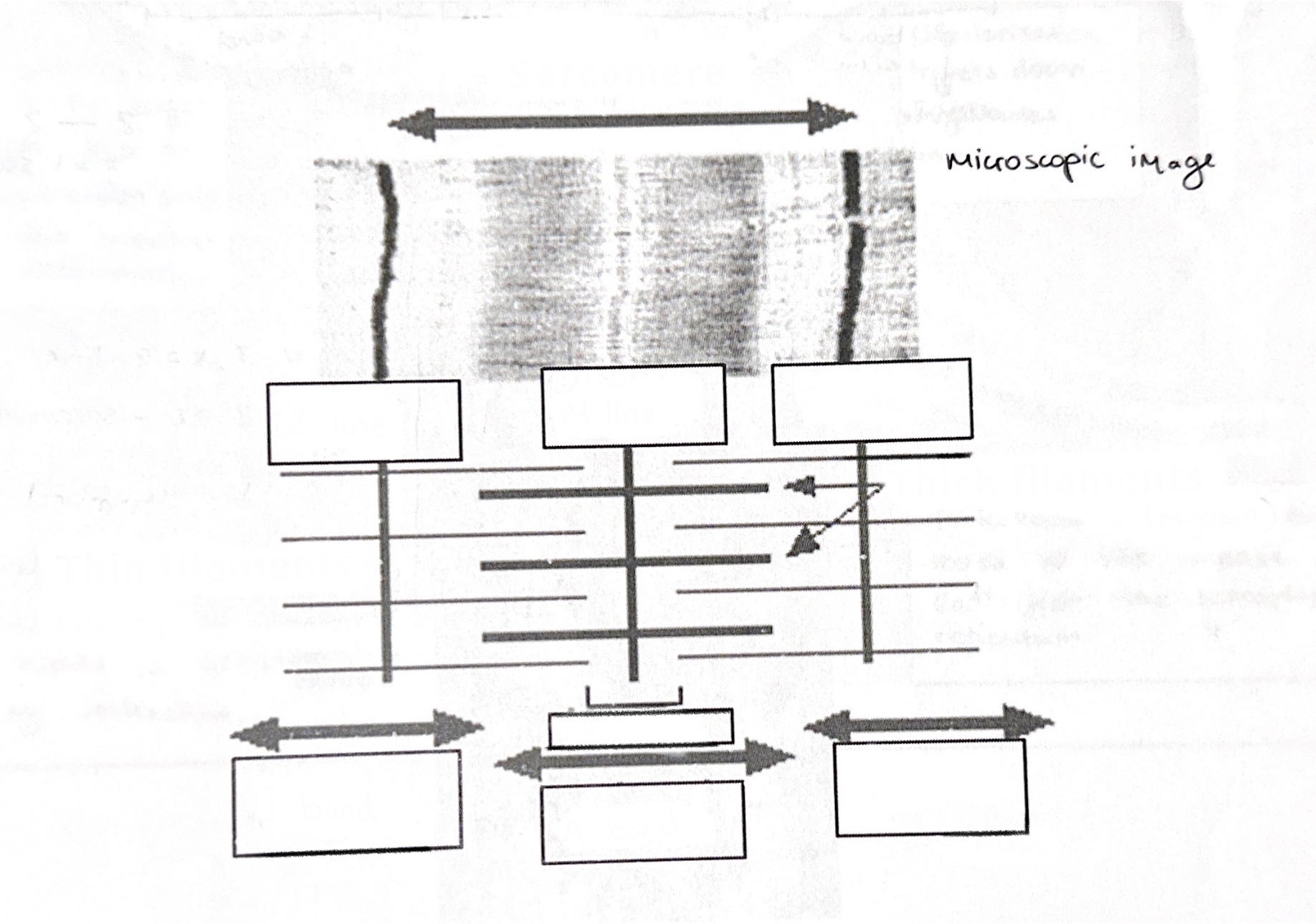 Ultra structure of a myofibril.