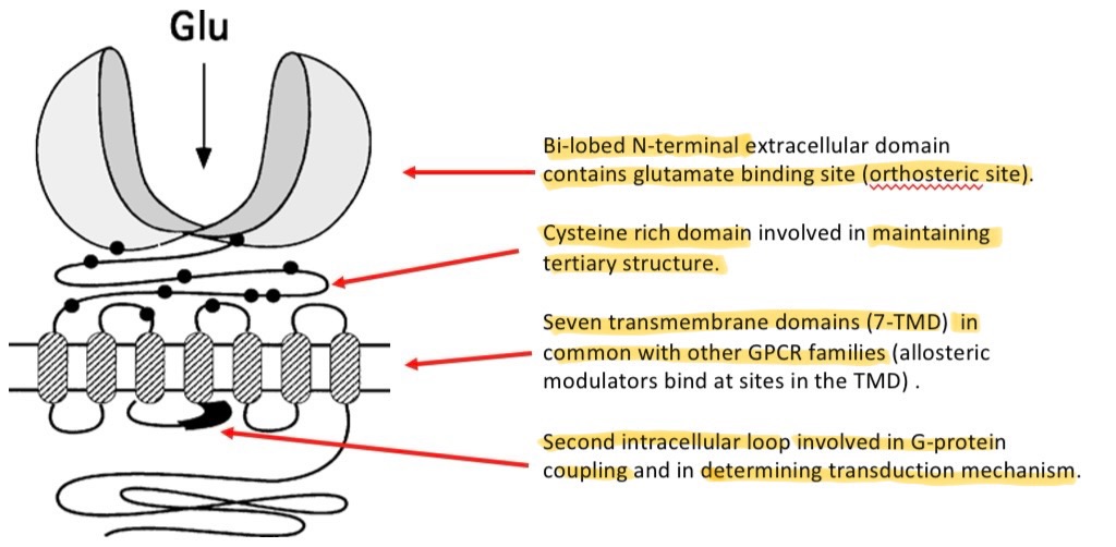 <ul><li><p>bi-lobed N-terminal contains glutamate binding site</p></li><li><p>Cysteine rich domain involved in maintaining tertiary structure</p></li><li><p>7 transmembrane domains</p></li><li><p>Second intracellular loop involved in G-protein coupling and determining transduction mechanism</p></li></ul><p></p>