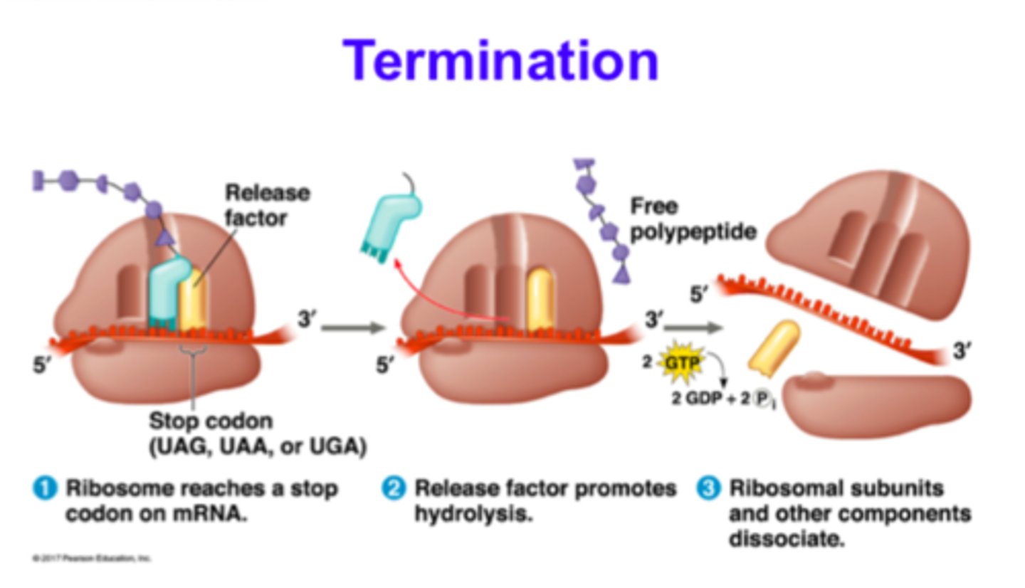 <p>The process where translation ends upon encountering stop codons, leading to the release of the newly synthesized polypeptide.</p>