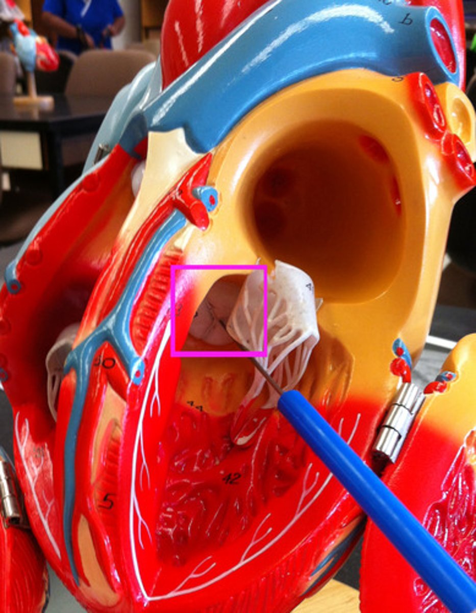 <p>behind bicuspid valve</p>