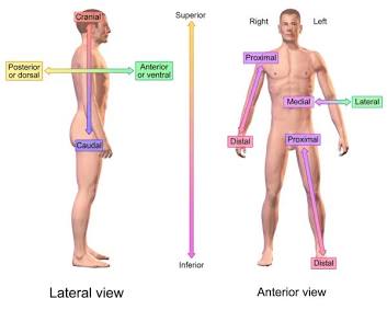<p>Proximal</p>