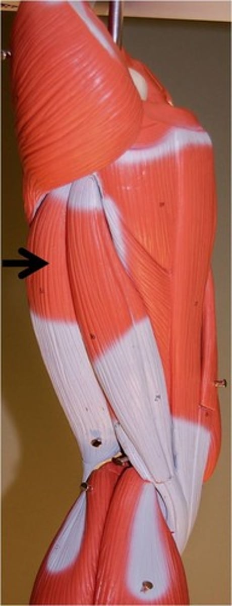 <p>other side of semitendinosus; back of thigh</p>