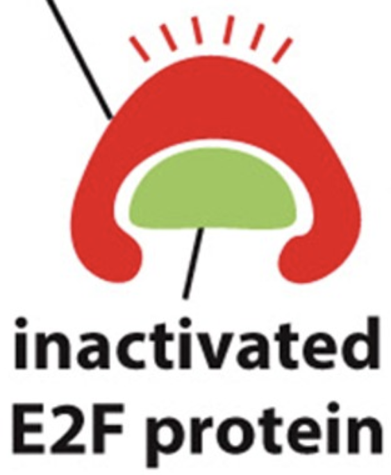What could the red protein that is attached to the E2F protein in the image below?