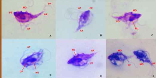 <p>what can <span style="color: rgb(254, 250, 250);"><span>Tritrichomonas spp cause in cattle </span></span></p>