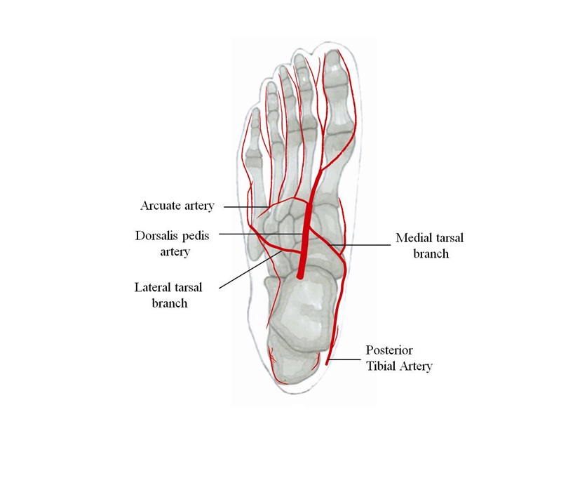 <p>Branches of posterior tibial artery forming plantar arch . 🔎 Visible in foot sole. 💡 "Plantaris = plant supply."</p>