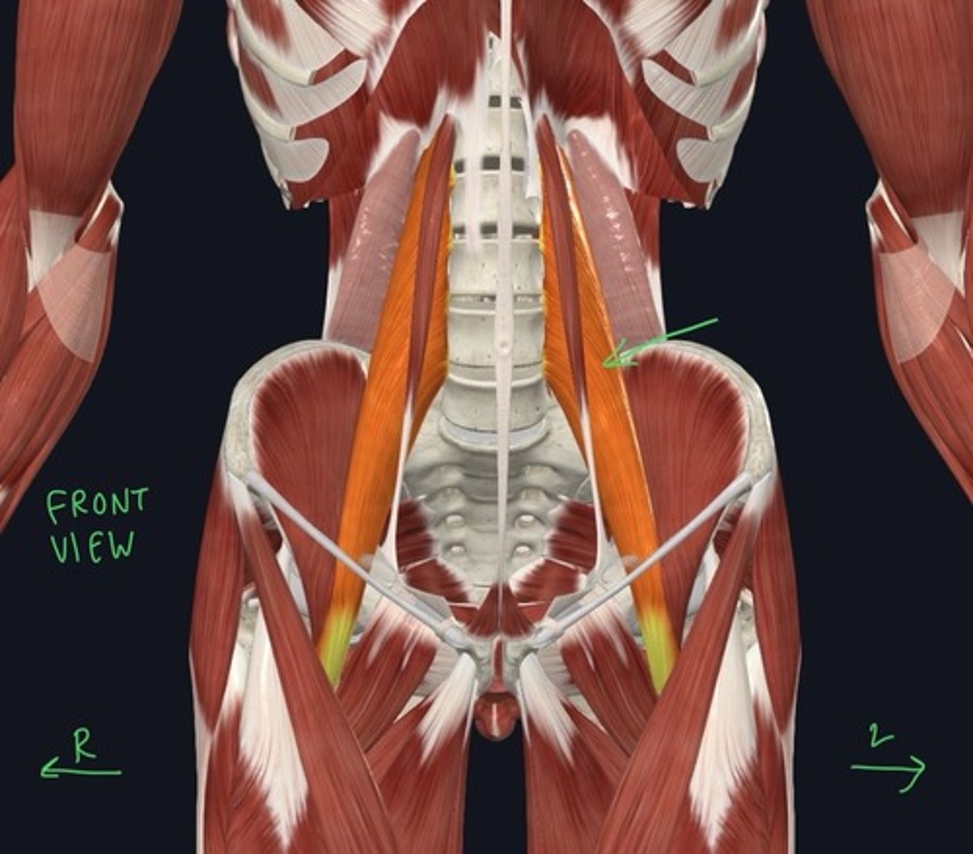 knowt flashcard image