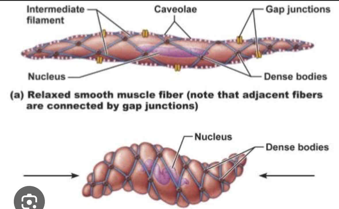 <ul><li><p>1 nuclei</p></li><li><p>fusiform appearance (tapers at ends, fat in middle)</p></li><li><p>nonstriated (not striped)</p></li><li><p>involuntary</p></li><li><p>fatigue resistant</p></li><li><p>dense body proteins attached to actin and myosin</p></li><li><p>twisting contraction due to dense body proteins</p></li></ul>